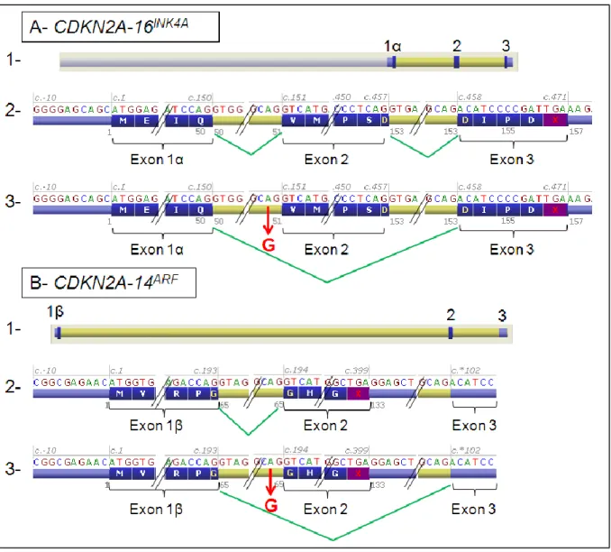 Figure 14 :  Locus  CDKN2A  et  effet  de  la  mutation  mise  en  évidence  dans  la  famille  7389 (Image tirée du logiciel Alamut Biosoftware)