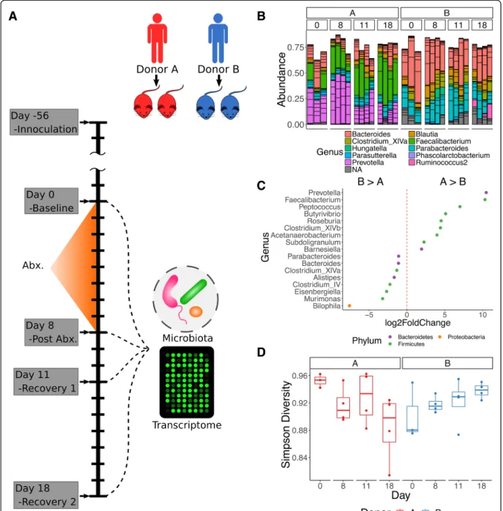 Fig. 1 a Schematic of study design, including donor groups, antibiotic treatment, and recovery period as well as sampling points