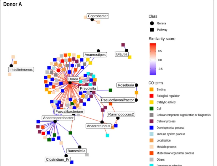 Fig. 5 Network plot of significant correlations between GO pathways drawn from GSVA and genera abundance for donor A mice determined by the HAllA method