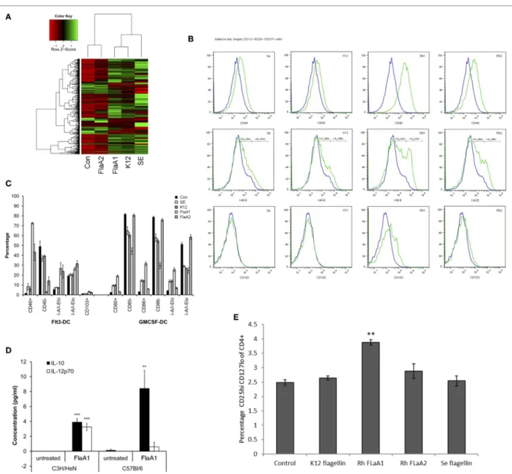 FigUre 5 | Effects of Roseburia hominis flagellin FlaA1 on intestinal epithelial cells and murine bone marrow-derived dendritic cells