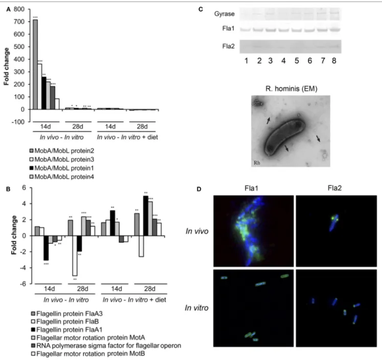 FigUre 2 | Responses of Roseburia hominis to the gut environment. (a) RT-qPCR quantification of R