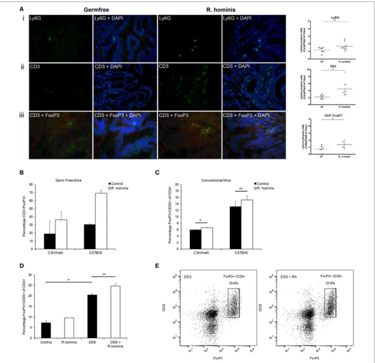 FigUre 3 | Induction of FoxP3 +  Treg cells by Roseburia hominis. (a) Immunofluorescence analysis of lamina propria cells labeled with (i) anti-Ly6G, (ii) anti-CD3,  and (iii) anti-CD3/anti-FoxP3 in the ascending colon of germ-free (GF) and R
