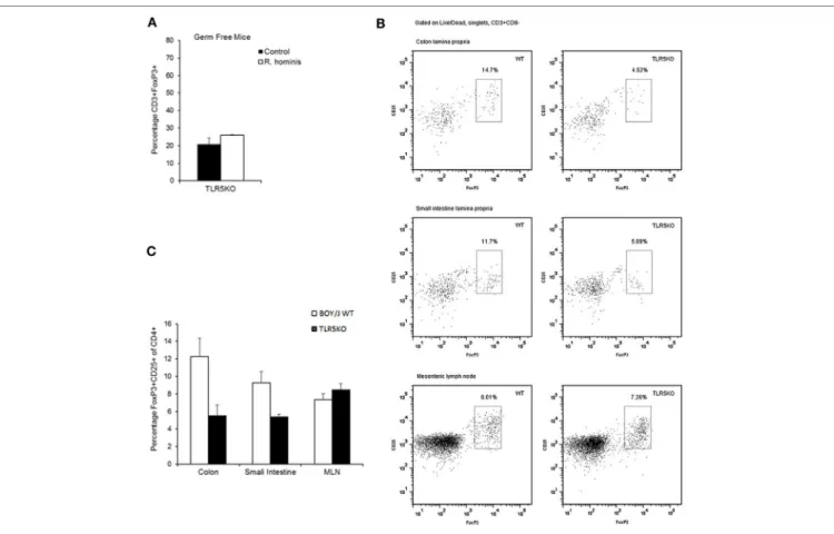 FigUre 4 | Modulation of T cell differentiation by Roseburia hominis flagellins. (a) Quantification of lamina propria cells in the ascending colon immunofluorescently  labeled with anti-CD3 and anti-FoxP3 in germ-free (GF) and R