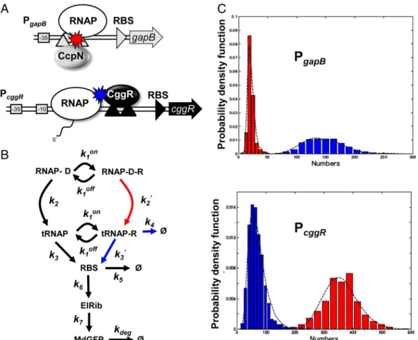 Fig. 4. Model of gene regulation by CggR and CcpN. (A) Scheme describing the architecture of the B