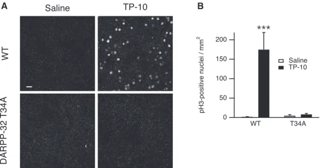 Figure 6. The DARPP-32 T34 residue is required for a TP-10-induced increase of histone H3 phosphorylation in the striatum in adult mice in vivo