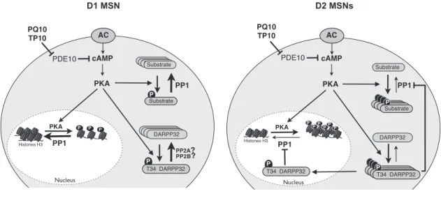 Figure 7. Diagram depicting the D 1 /D 2 differential response to PDE10A inhibition. PDE10A inhibition increases cAMP and activates PKA to similar levels in D 1 and D 2 MSNs