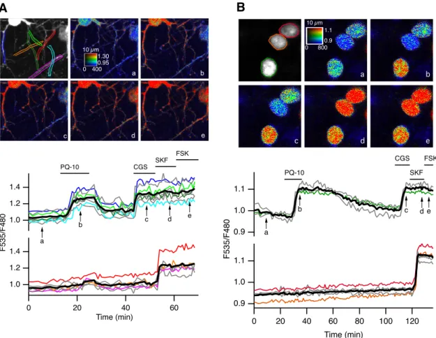 Figure 2. PDE10A inhibition triggers positive PKA responses in dendrites and nuclei preferentially in D 2 MSNs