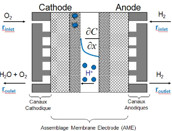Figure 9: Schéma représentant les différents mouvements d'eau au sein d'une cellule de pile à combustible 