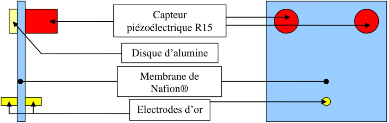 Figure 17: Schéma du couplage SIE/acoustique sur une membrane de Nafion® 