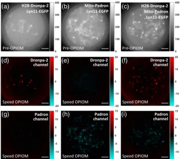 Fig. 6. Speed OPIOM selectively discriminates RSFPs in fixed HeLa cells in the presence of a strong autofluorescent background