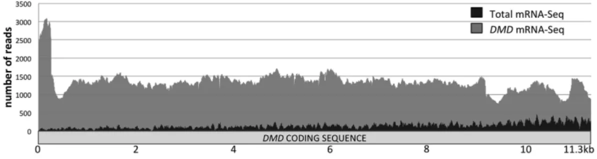 Figure 2.  Comparison of DMD cDNA coverage in RNA-Seq experiments. Reads from each library were  mapped to the DMD transcript (Dp427m mRNA, NM_004006.2) using Bowtie2 read aligner and DMD mRNA  coverage was visualized through the Integrative Genome Viewer 