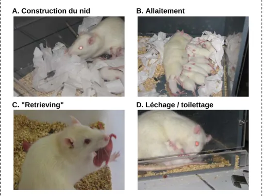 Figure 9. Principales activités maternelles chez le rat. (A) Construction du nid  maternel et présence au nid