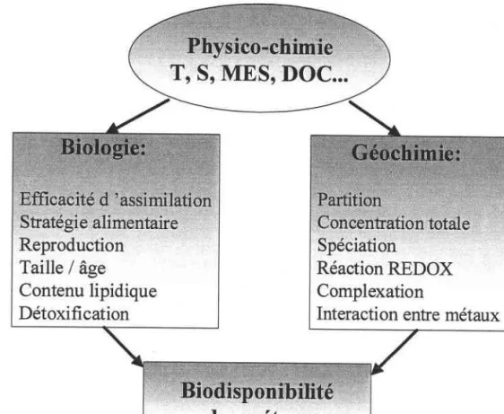 Figure I-4 : Facteurs  biologiques  et géochimiques  affectant  la biodisponibilité  des métaux  pour les organismes aquatiques