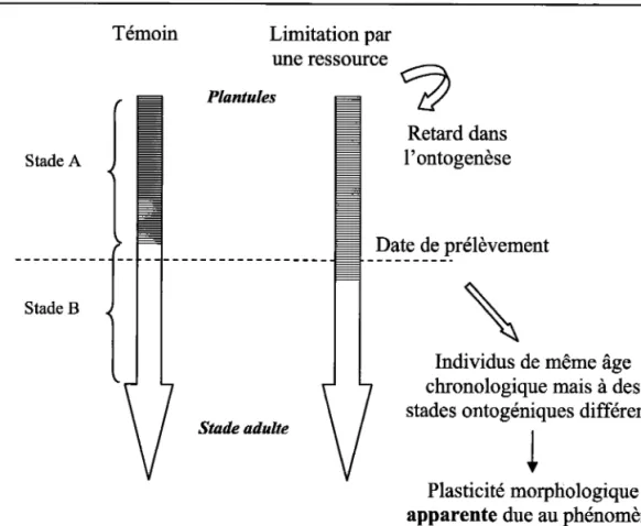 Figure  1. -  Illustration  du phénomène de dérive ontogénique (C. Garbey)