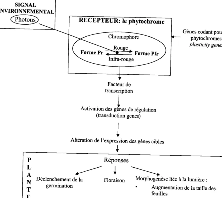 Figure  4' -  Mécanisme d'induction  de la plasticité  en réponse à une lumière dont Ia qualité  spectrale  est dëgradée