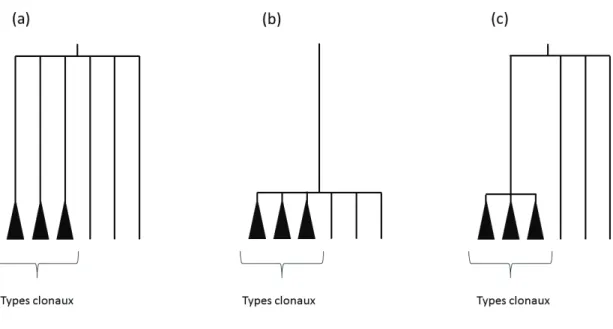 Figure 10 5HSUpVHQWDWLRQVFKpPDWLTXHGHVPRGqOHVG¶pYROXWLRQSURSRVpVSRXUToxoplasma gondii :  (a) et (b) à partir de Grigg et Suzuki (2003) et (c) à partir de Su et al