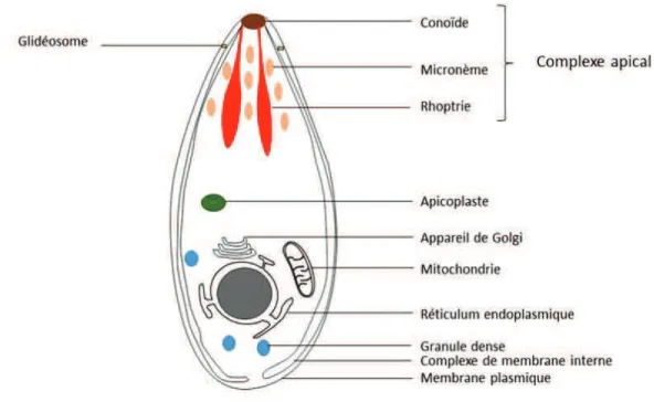 Figure 1  6FKpPDGHODVWUXFWXUHG¶XQWDFK\]RwWHGH Toxoplasma gondii. 