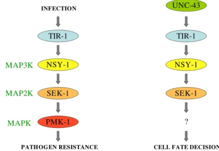 Figure 3. The TIR-1/NSY-1/SEK-1 cassette functions in innate immunity and cell fate determination