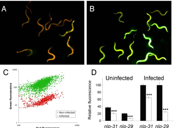Figure 4. Control of antimicrobial peptide expression by tir-1. (A) Transgenic worms carrying a pnlp 29::gfp and a pcol-12::dsRed reporter constructs appear predominantly red in the absence of infection due to the constitutive activity of the col-12 hypode