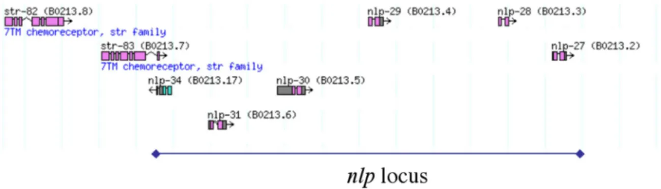 Figure 7. Annotation of part of the sequenced cosmid B0213. Vertical blue lines represent 1 kb intervals