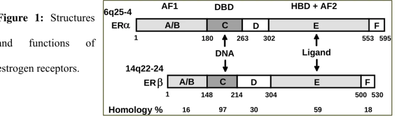 Figure 1: Structures  and functions of  estrogen receptors. 