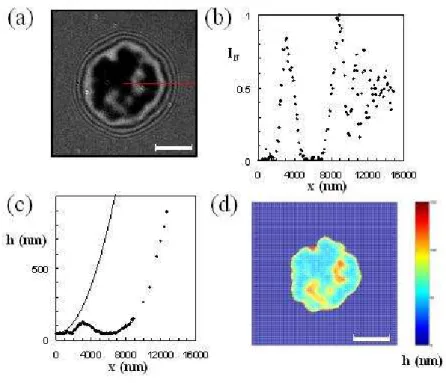 Figure  9:  Shape  reconstruction  of  a  deflated  vesicle  on  a  glass  substrate.  (a)  RICM  picture  taken  at  INA  =  0.48