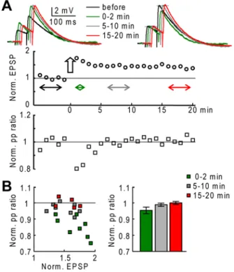 Figure 8. Postsynaptic expression of PF-LTP. A. (Top)-EPSP traces following paired-pulse stimulation (50 ms stimulus interval) before, 0 to 2 minutes after, 5 to 10 minutes after and 15–20 minutes after a conditioning protocol; normalized traces on the rig