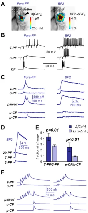 Figure 4. Dendritic calcium influx measured with BF2. A.