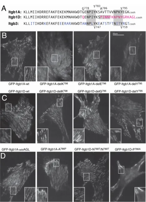 Fig. 4. Mutational analysis of GFP –β 1A integrin and GFP –β 1D integrin adhesion formation in NIH 3T3 cells.
