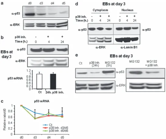 Figure 2 The p38MAPK regulates the stability of p53 proteins in CGR8 ESCs. (a) ESCs were induced to differentiate, and total cellular proteins were extracted at various time from day 0 to 5, as indicated, and analyzed by western blotting with either a-p53 