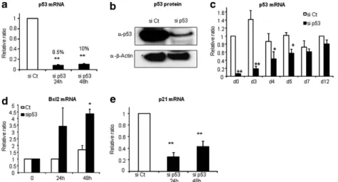 Figure 3 siRNAs against p53 inhibit p53 expression and activity in CGR8 ESCs. (a and b) Undifferentiated ESCs were transfected overnight with control siRNAs (si Ct) or anti-p53 siRNAs (si p53), kept in undifferentiated conditions