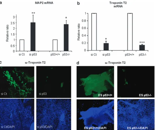Figure 4 Effects of anti-p53 siRNAs or homozygote gene knockout of p53 on ESC neurogenesis and cardiomyogenesis