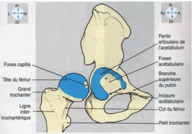 Figure 1.2 – Surfaces articulaires de la hanche comprenant l’ac´ etabulum et la tˆ ete f´ emorale