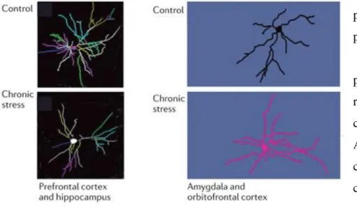 Figure 12 : Variation d'arborisation dendritique des neurones des cortex  préfrontal  et  orbitofrontal,  de  l'amygdale  et  de  l'hippocampe  après  un  stress chronique 