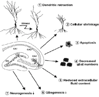 Figure  22 :  Modifications  cellulaires  engendrées  par  le  stress  et  la  dépression  au  niveau  de  l’hippocampe 