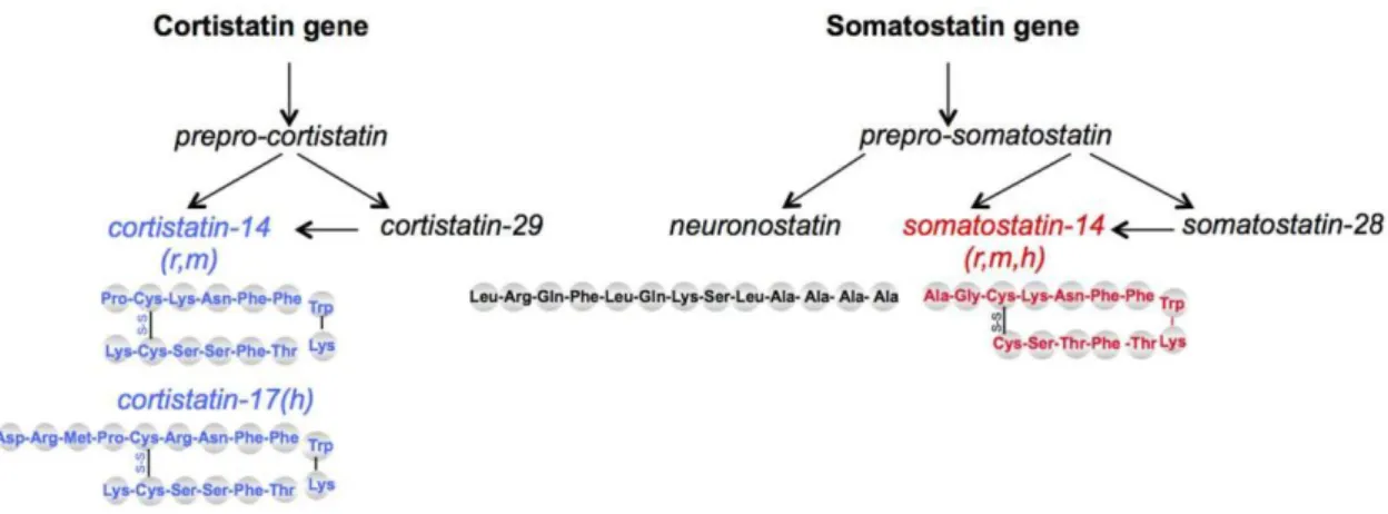 Figure  26 :  Représentation  schématique  des  5  peptides  somatostatinergiques,  du  gène  à  la  protéine 