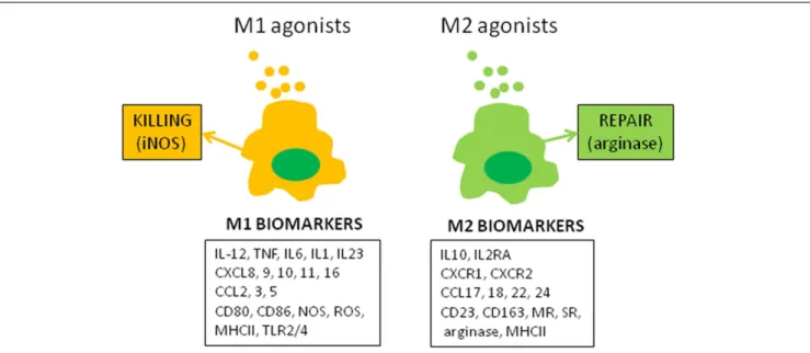 FIGURE 1 | M1 and M2 macrophage polarization. The figure represents canonical M1 and M2 agonists that induce the production of M1 and M2 markers by human macrophages in vitro