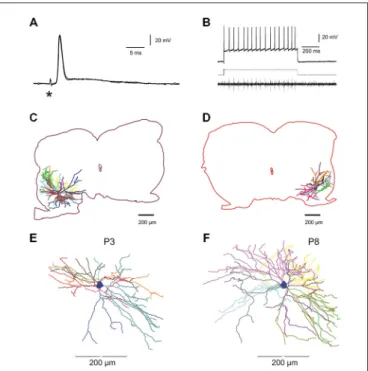 FIGURE 1 | Electrophysiological identification and intracellular staining of lumbar motoneurons in the developing mouse spinal cord