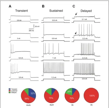 TABLE 1 | Changes of electrical properties of lumbar motoneurons with age in postnatal mice.