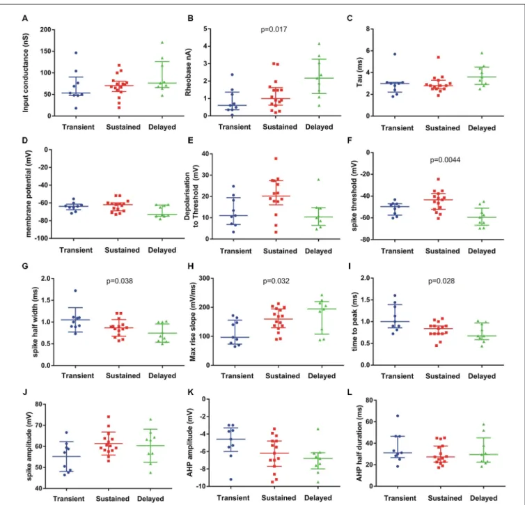 FIGURE 4 | Passive and active electrical properties of postnatal mouse lumbar motoneurons (n = 33) in three subgroups defined by their discharge firing pattern