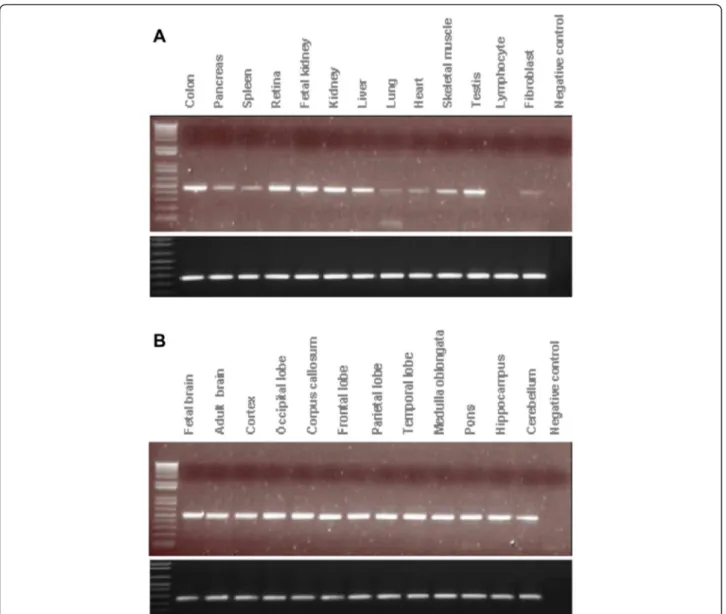 Fig. 3 Expression of PTPRD in different tissues. Expression of PTPRD (top panels) and GAPGH (bottom panels) in a 13 human tissues and b 12 regions of the human brain