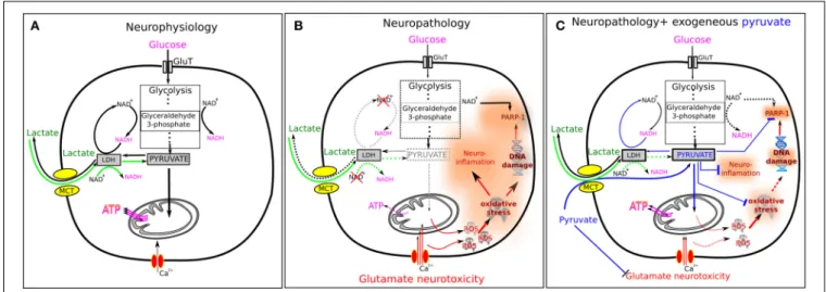 FIGURE 1 | Pyruvate and lactate in normal and pathological conditions.