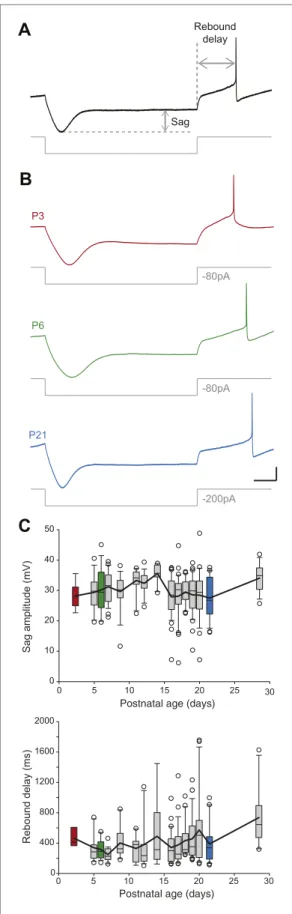 Figure 5. Postnatal evolution of sag and rebound delay  in substantia nigra pars compacta dopaminergic  neurons