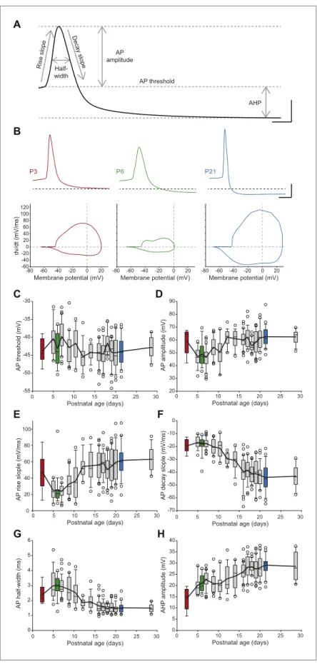 Figure 6. Postnatal evolution of action potential properties in substantia nigra pars compacta dopaminergic  neurons