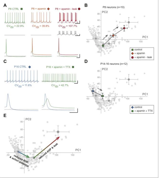 Figure 11. Reproducing the developmental transitions in electrical phenotype using pharmacology and dynamic clamp