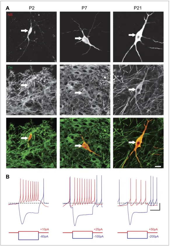 Figure 1. Identification of substantia nigra pars compacta dopaminergic neurons during postnatal development