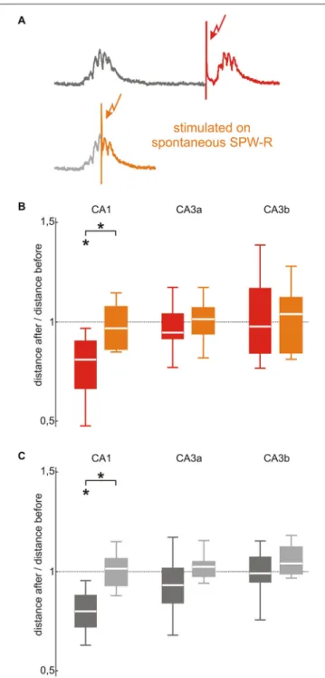 FIGURE 4 | SPW-R stabilization depends on the timing of the stimulation in CA1 but not in CA3