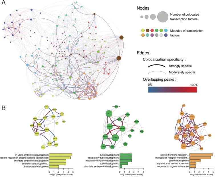 Figure 4. Network representations of TFs co-localization across the genome. (A) In this filtered TF co-localization network, nodes indicate individual TFs and colours indicate subnetworks identified by applying a partitioning algorithm; edge colours depict