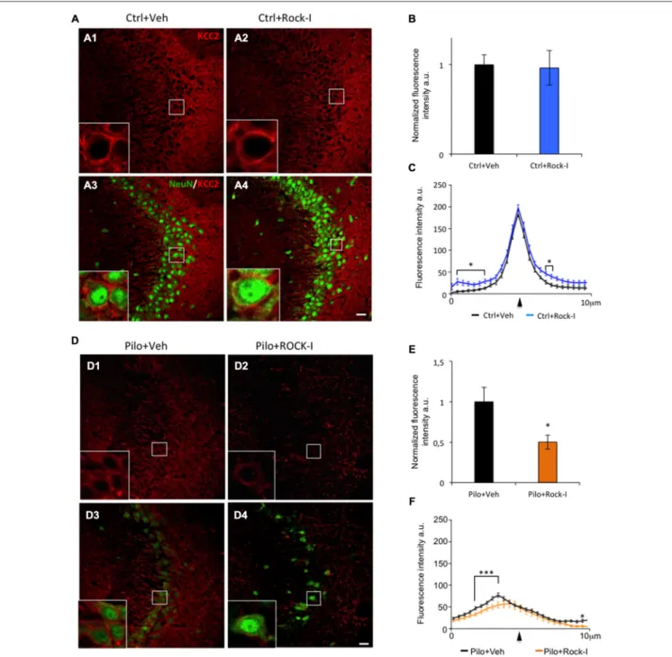 FIGURE 4 | Y-27632 treatment during epileptogenesis alters KCC2 expression in the CA3 region