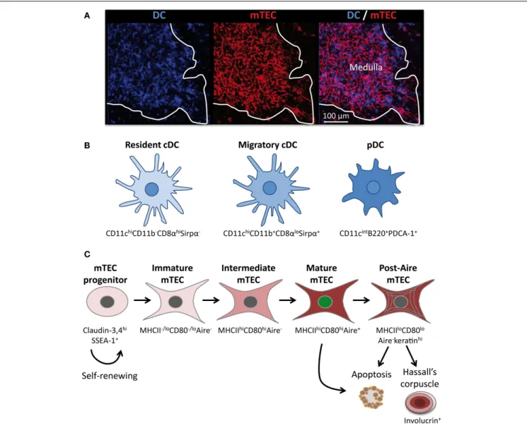 FIGURE 1 | The thymic medulla is composed of a dense network of distinct subsets of DCs and mTECs